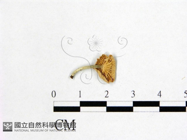 微皮傘屬藏品圖，第3張