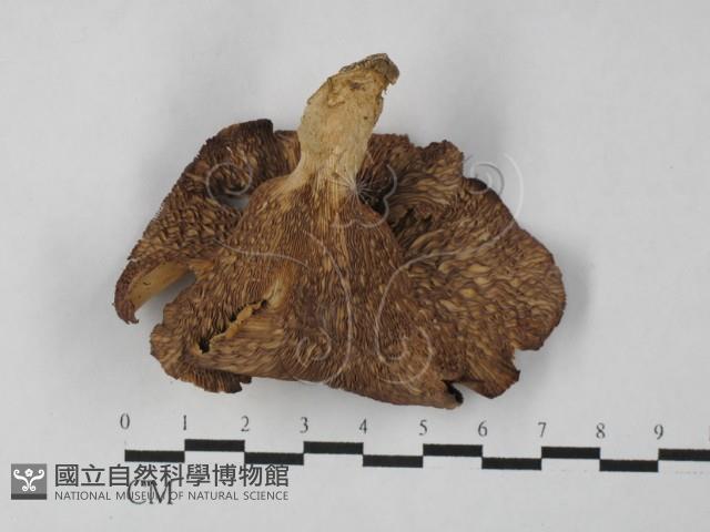 側耳屬藏品圖，第3張