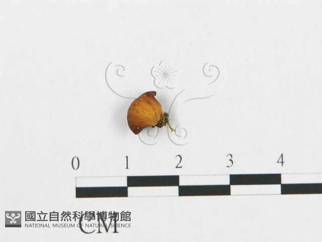 多孔菌屬藏品圖，第3張
