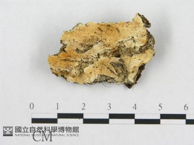 登錄號:F0017493藏品圖，第1張