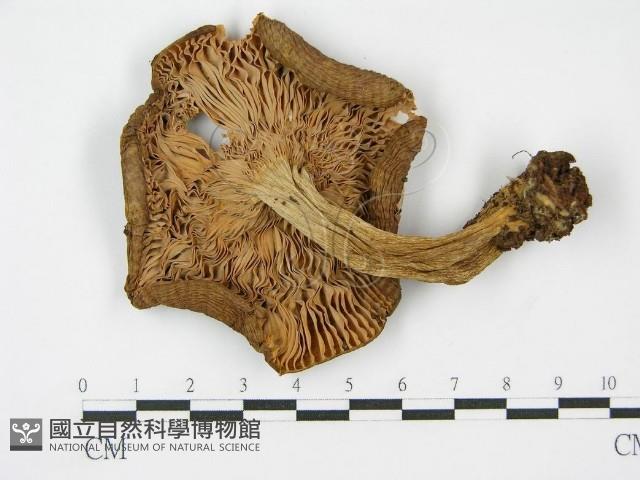 登錄號:F0005493藏品圖，第3張