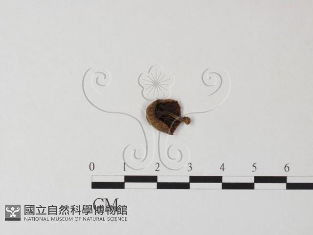 登錄號:F0023493藏品圖，第3張