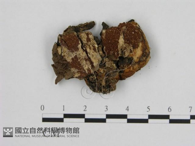 寡孔菌屬藏品圖，第3張