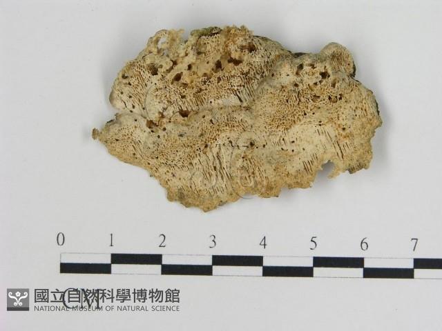 登錄號:F0010793藏品圖，第3張