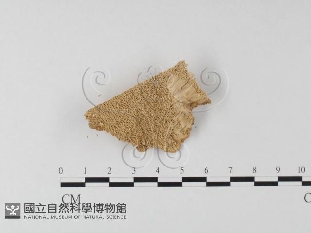 登錄號:F0006793藏品圖，第3張