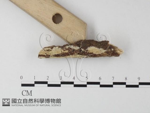 登錄號:F0021793藏品圖，第3張