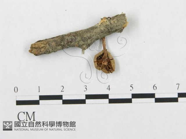 登錄號:F0001793藏品圖，第3張