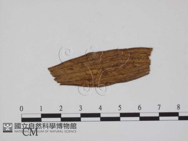 登錄號:F0011793藏品圖，第3張