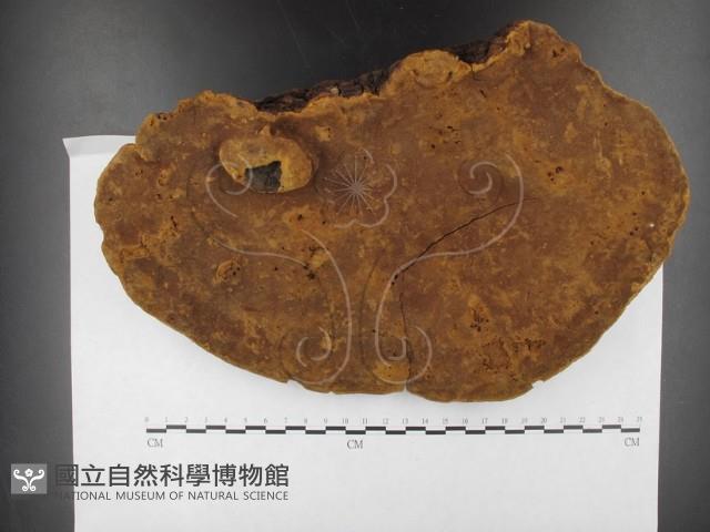 桑黃藏品圖，第3張