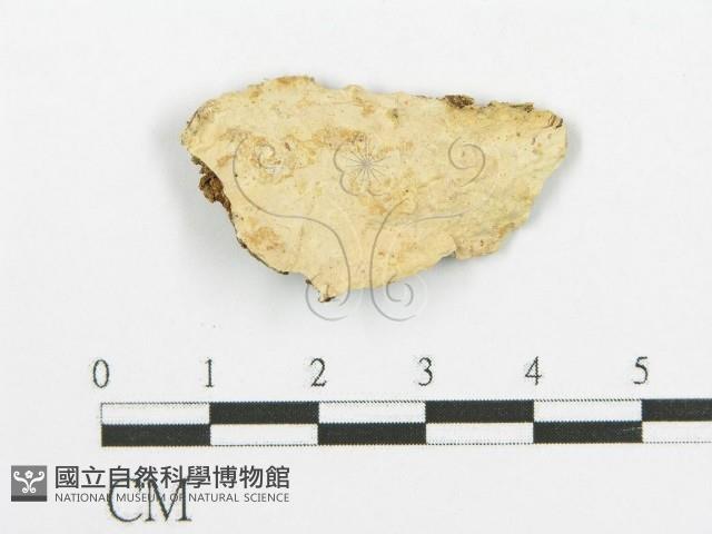 登錄號:F0014793藏品圖，第3張