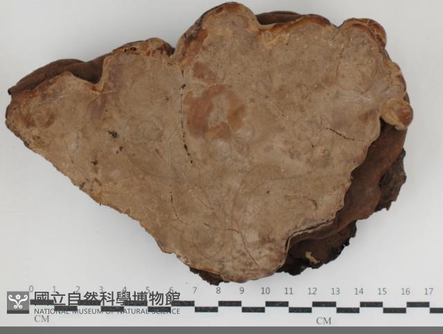 Accession Number:F0034793 Collection Image, Figure 3, Total 3 Figures