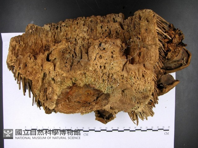 登錄號:F0022793藏品圖，第3張