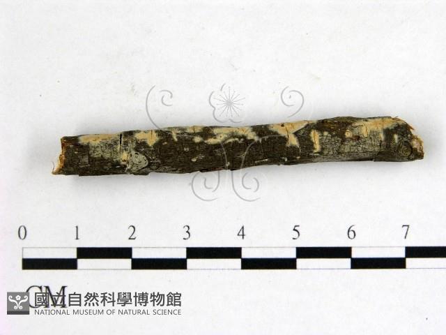 雲南無扣菌藏品圖，第3張