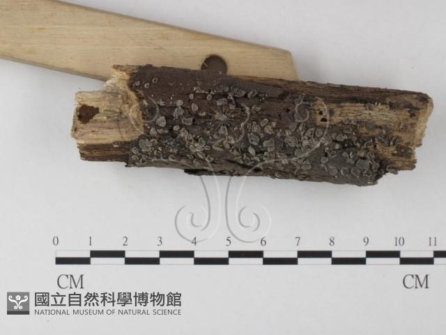 登錄號:F0012793藏品圖，第3張