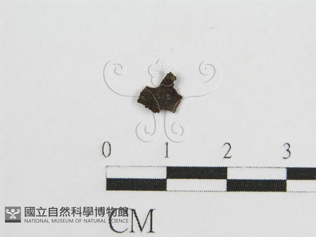 登錄號:F0017793藏品圖，第3張