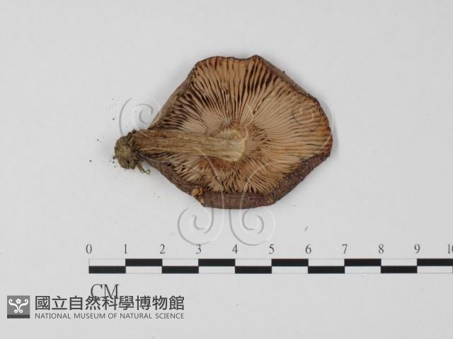 紅菇屬藏品圖，第3張