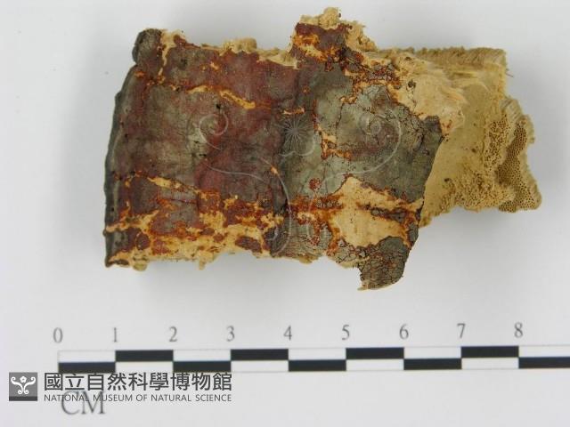 松生擬層孔菌藏品圖，第3張