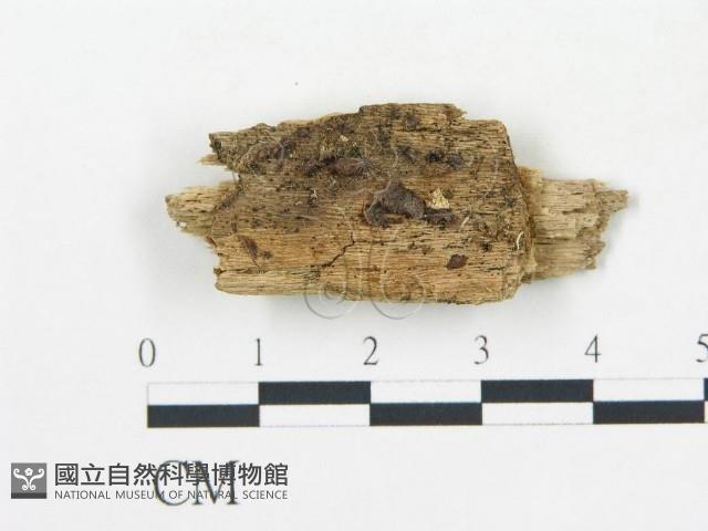 登錄號:F0015793藏品圖，第1張