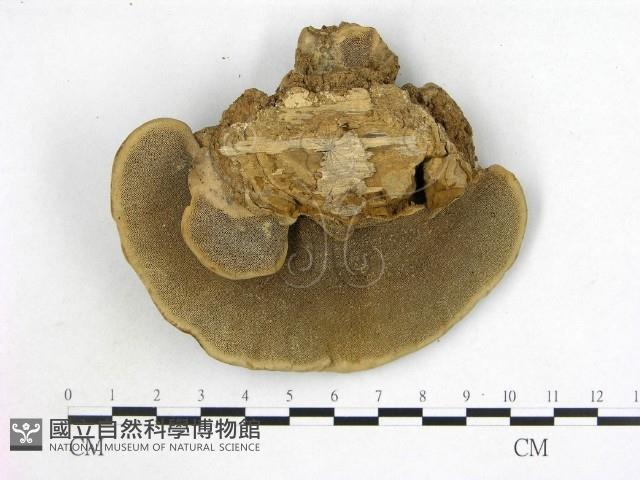 登錄號:F0019793藏品圖，第3張
