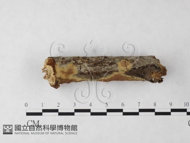 刺革菌屬藏品圖，第3張