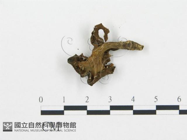 登錄號:F0003793藏品圖，第3張