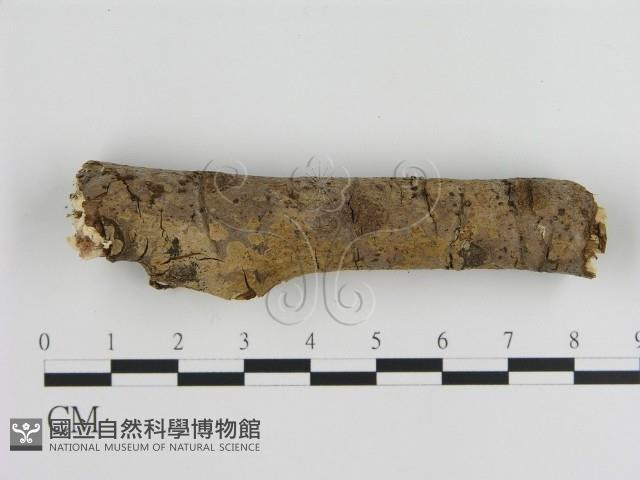 刺皮菌屬藏品圖，第3張