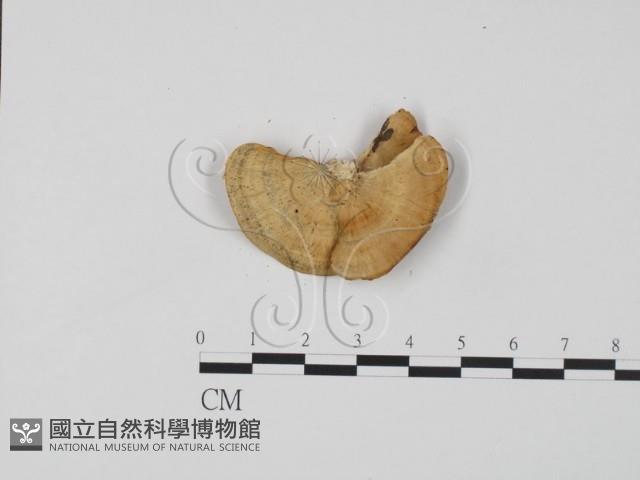 登錄號:F0006593藏品圖，第3張