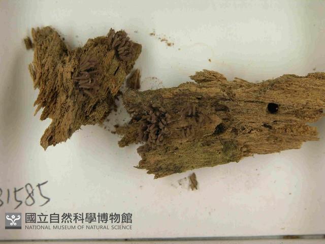 登錄號:F0021593藏品圖，第3張