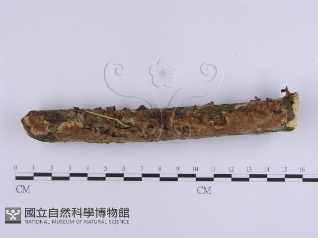 韌革菌屬藏品圖，第3張