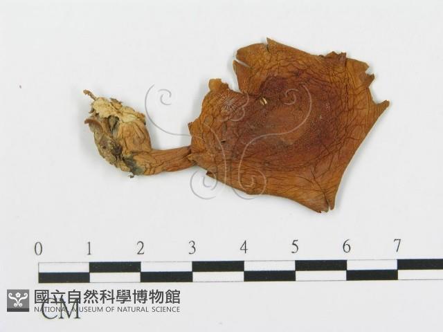 登錄號:F0011593藏品圖，第1張