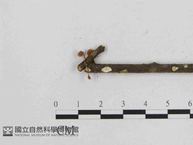 小菇屬藏品圖，第3張