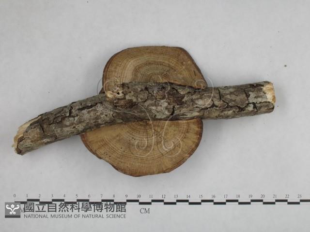 登錄號:F0012593藏品圖，第3張