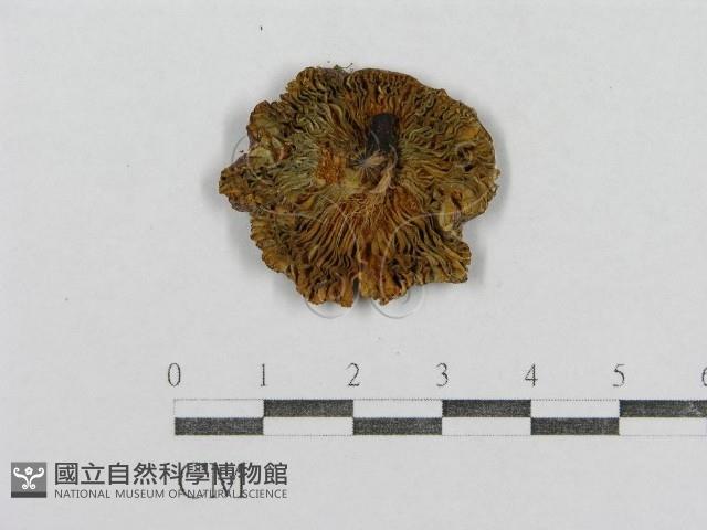 紅菇屬藏品圖，第3張