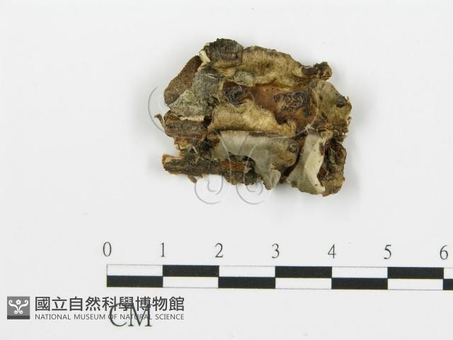 煙管菌藏品圖，第1張