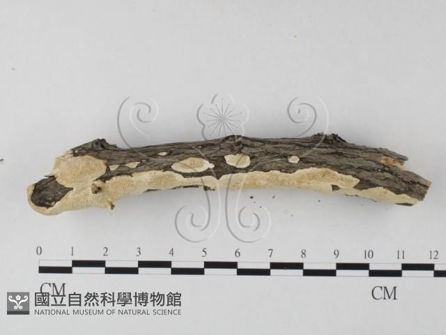 多年臥孔菌屬藏品圖，第3張