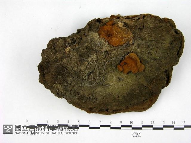 登錄號:F0005593藏品圖，第3張