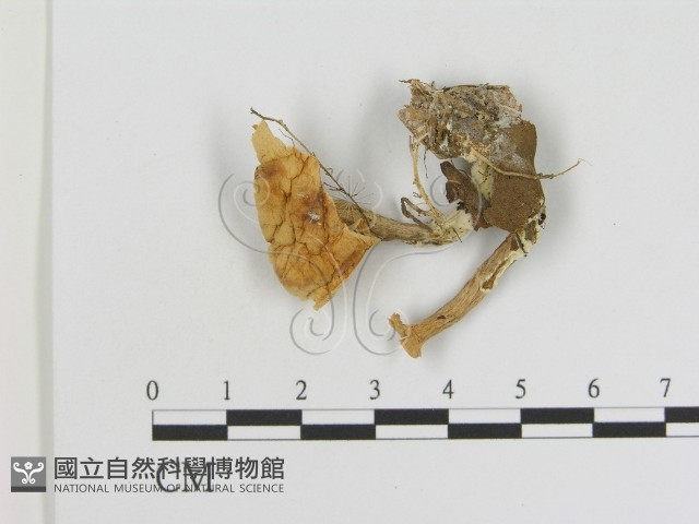 登錄號:F0015593藏品圖，第3張