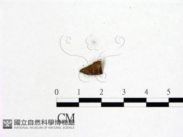 登錄號:F0019593藏品圖，第3張