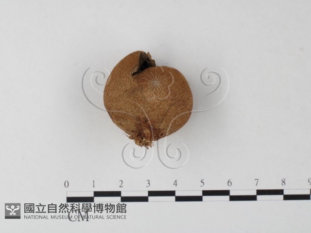 登錄號:F0023593藏品圖，第3張