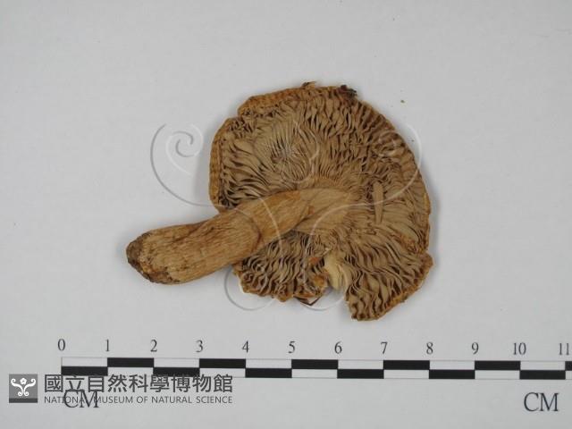 登錄號:F0013593藏品圖，第3張