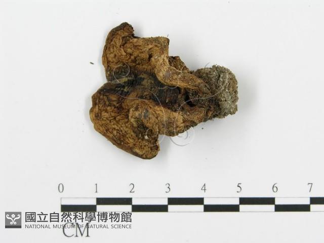 登錄號:F0008193藏品圖，第3張