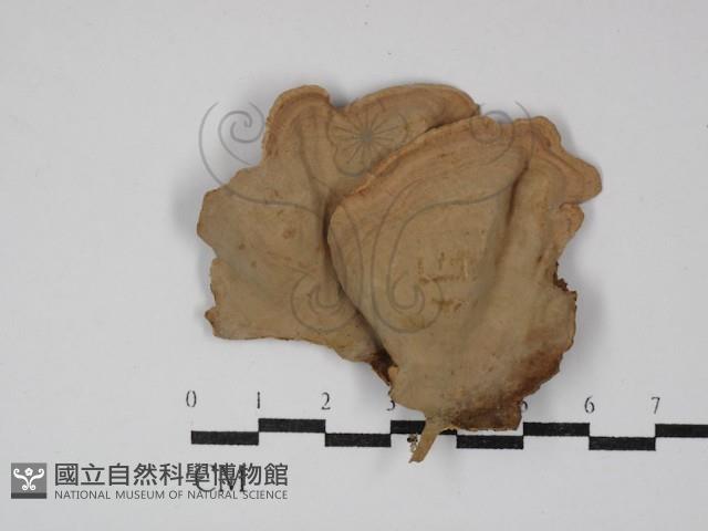 蠔韌革菌藏品圖，第3張