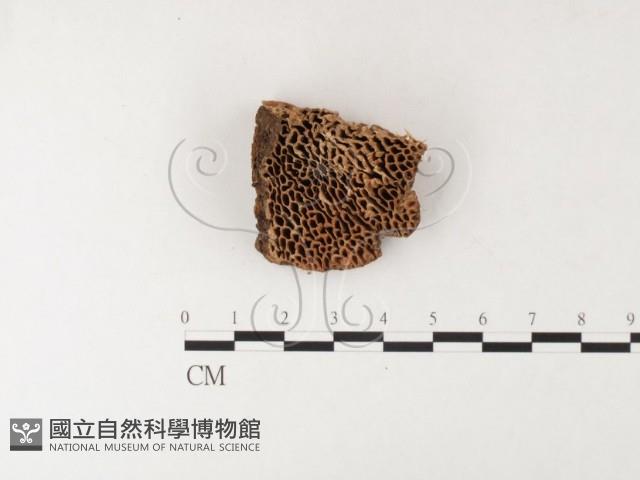 登錄號:F0026193藏品圖，第1張