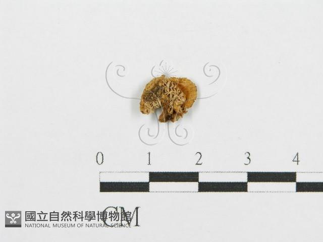 紅菇屬藏品圖，第3張