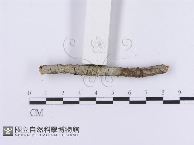登錄號:F0001193藏品圖，第3張
