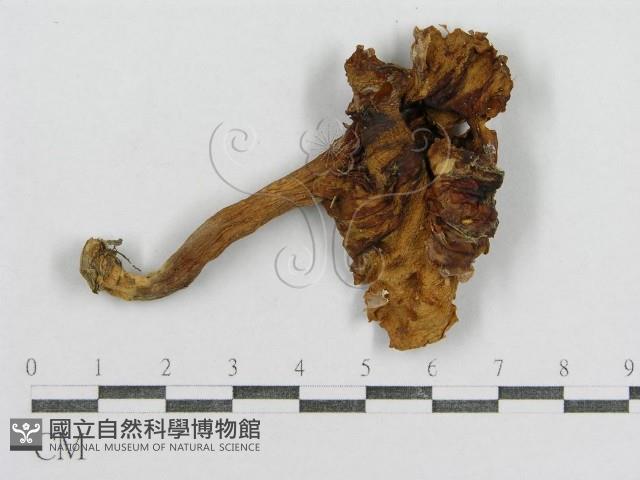 紅菇屬藏品圖，第3張