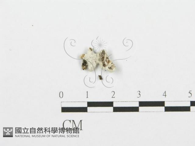 裂褶菌藏品圖，第3張