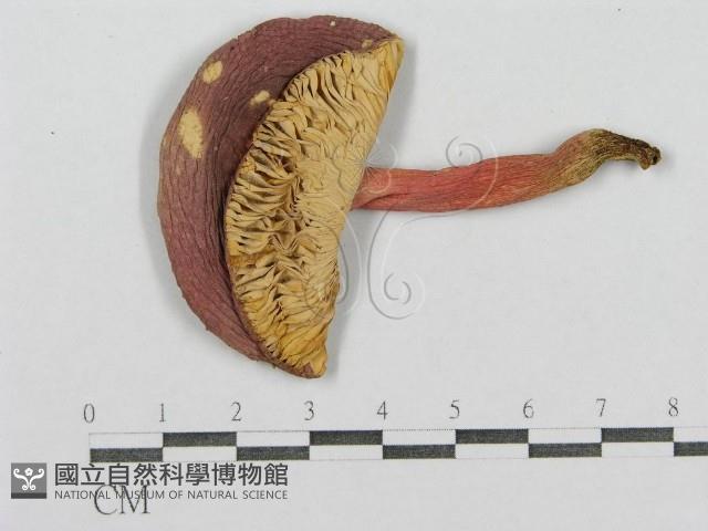 紅菇屬藏品圖，第3張