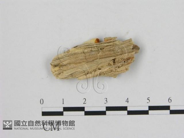 登錄號:F0007193藏品圖，第3張