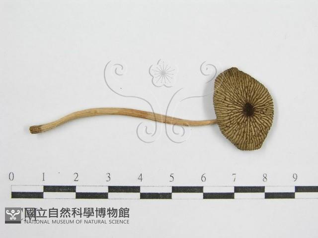 鬼傘屬藏品圖，第3張